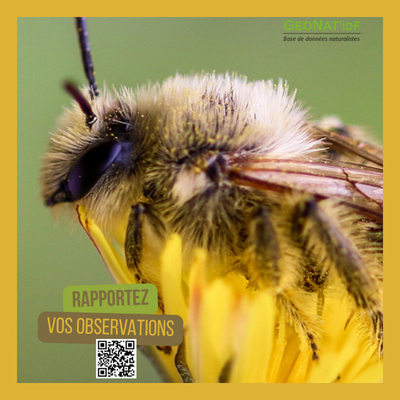 GeoNat IDF Onservations